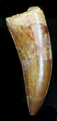 Knife-Like Carcharodontosaurus Tooth #32400
